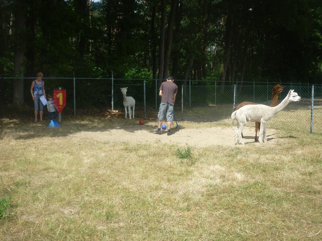Ferienwohnung De Alpacaboerderij Bocholt Exterior foto