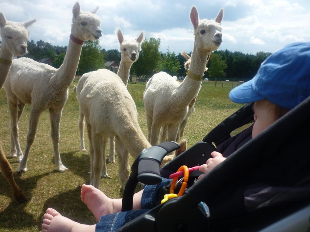Ferienwohnung De Alpacaboerderij Bocholt Exterior foto