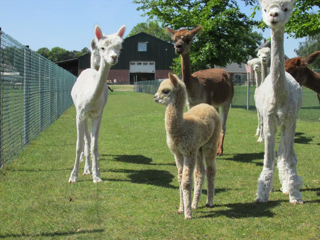Ferienwohnung De Alpacaboerderij Bocholt Exterior foto